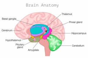 The Anatomy of the Brain